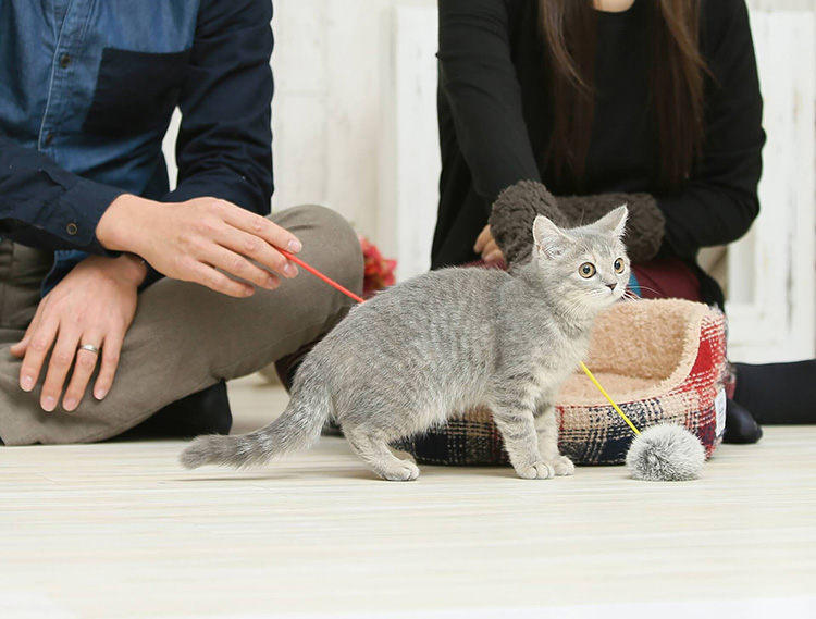 猫と人が遊んでいる画像
