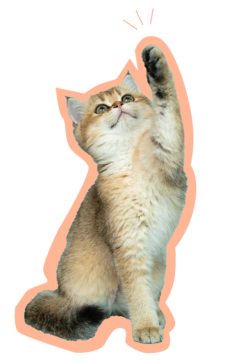 猫の画像
