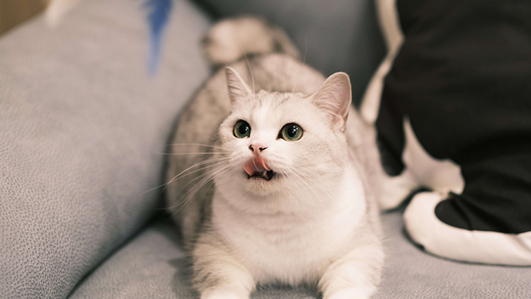 もちこの画像