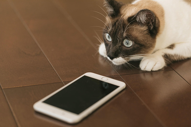 猫がスマホを見ている画像