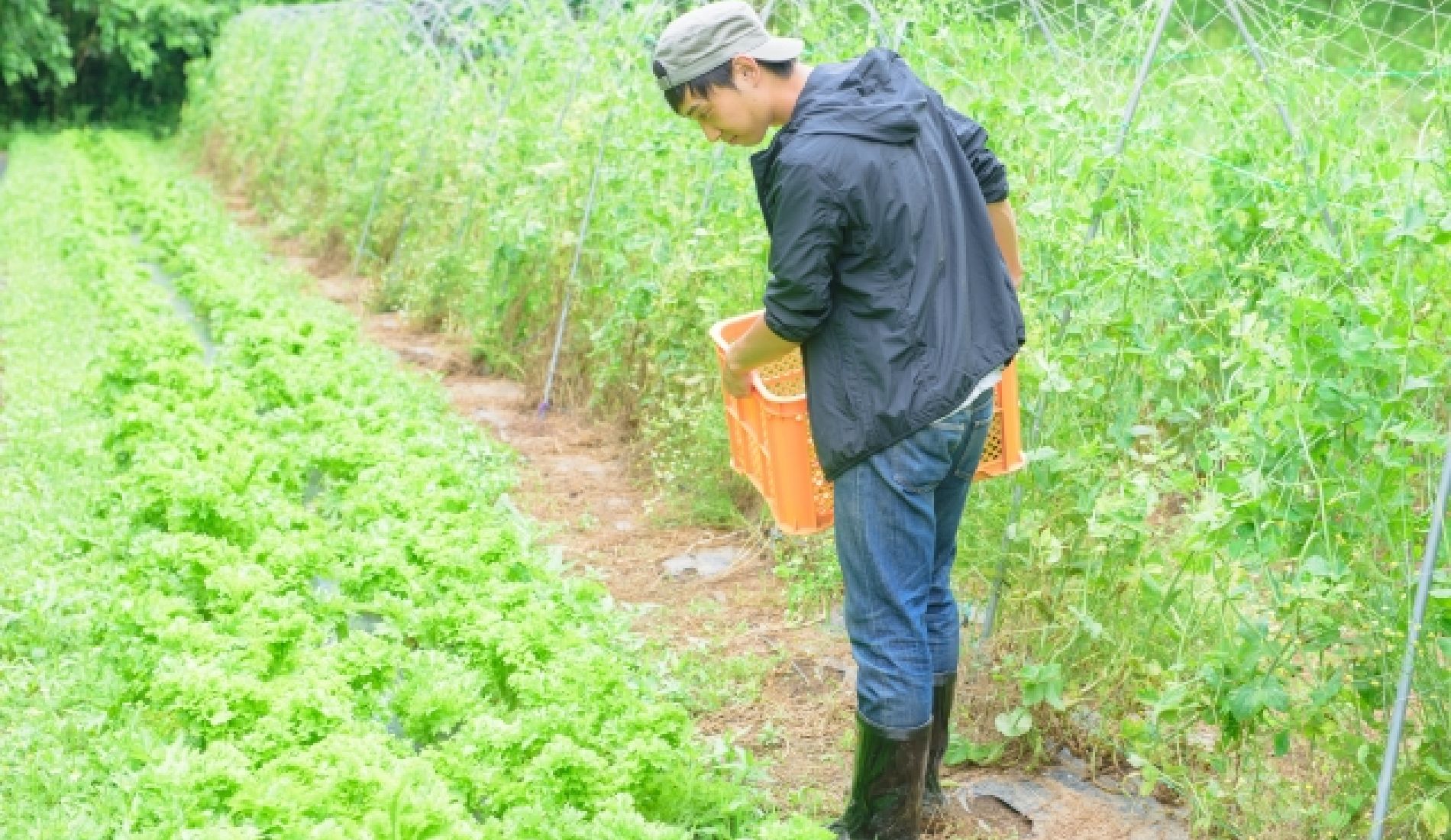 畑に立つ生産者