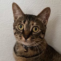きなこ