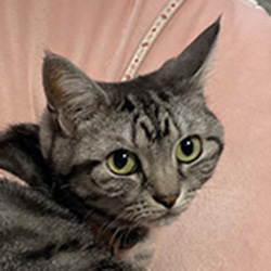 きなこ