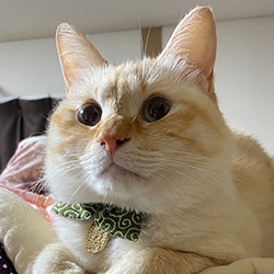 きなこ