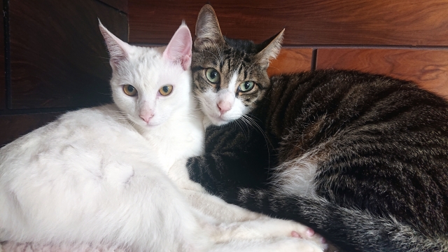 猫
