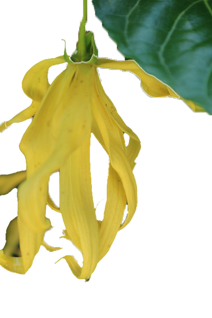 イランイランの花の画像