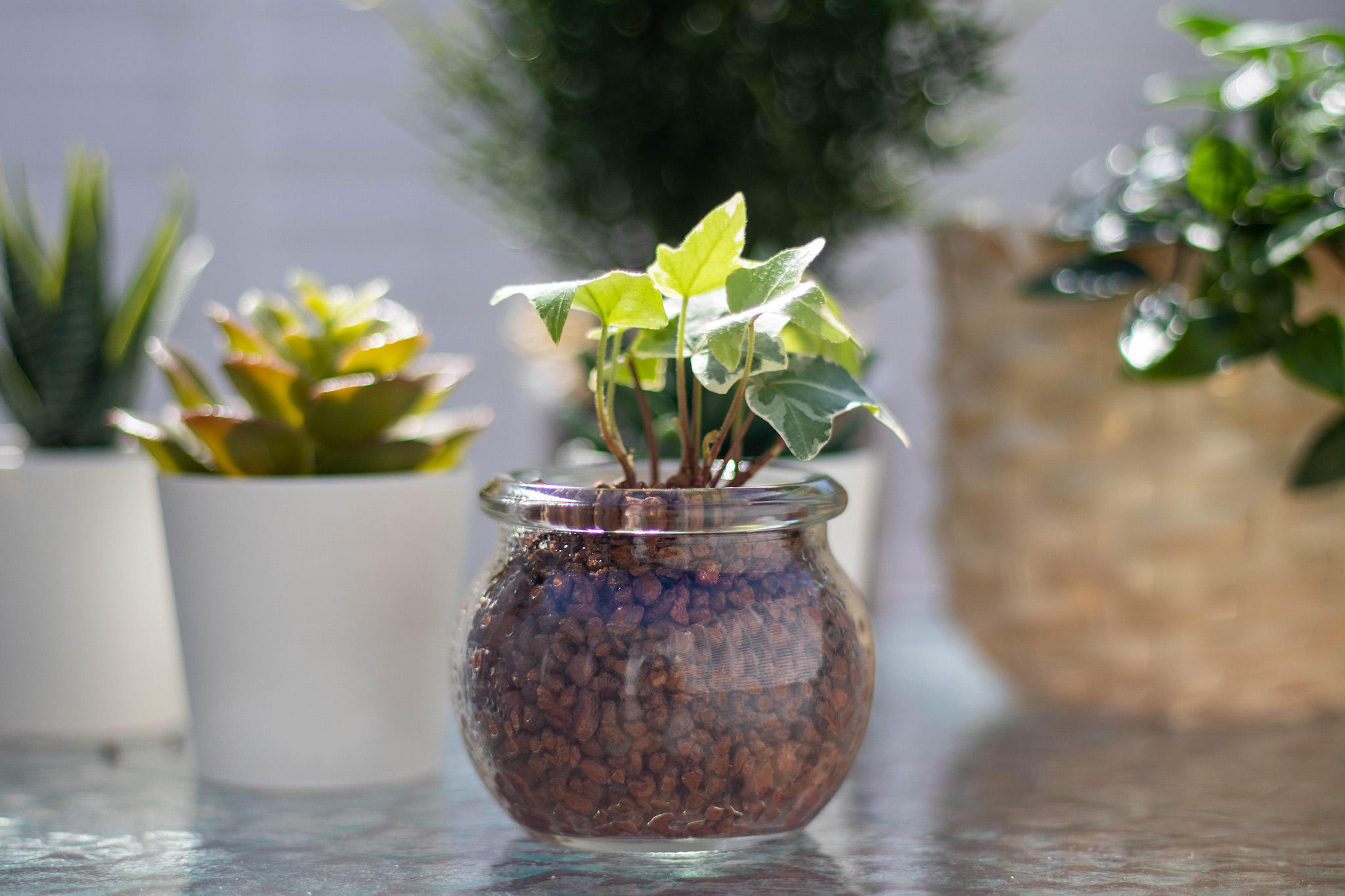 植物