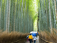 竹林の小径