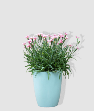 カーネーションの鉢花