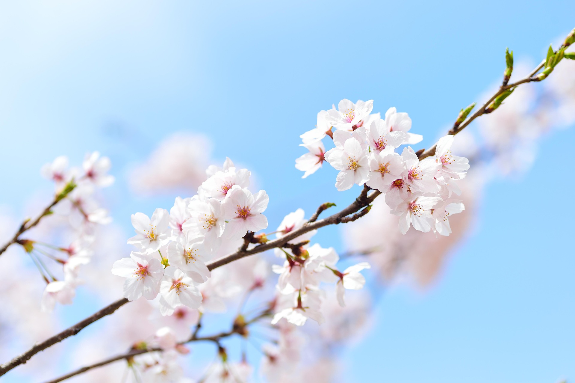 庭園の桜