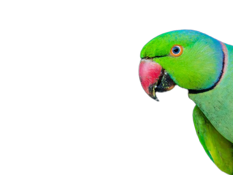 インドの鳥