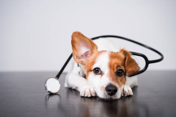 犬の写真