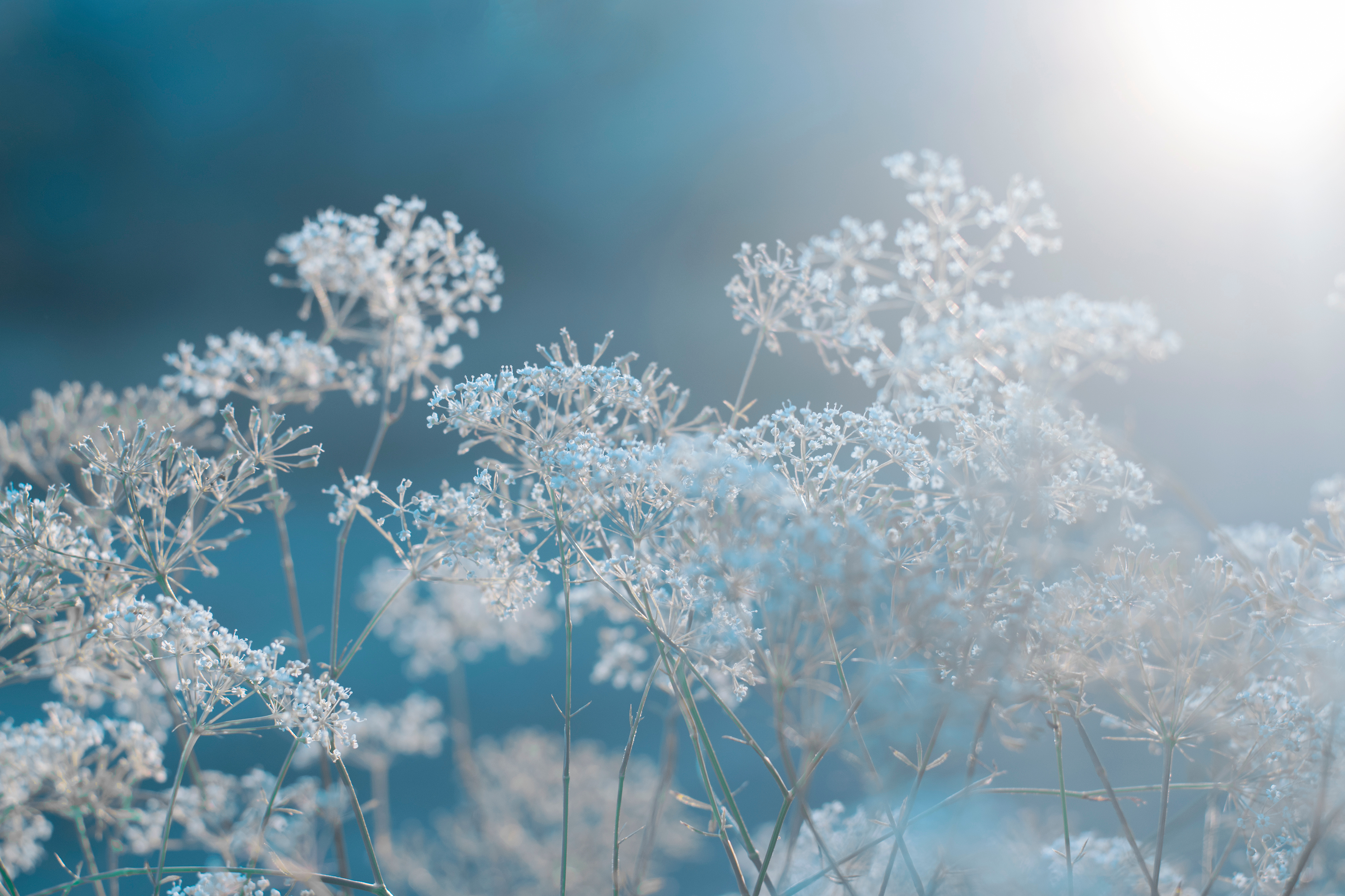 冬の花の画像