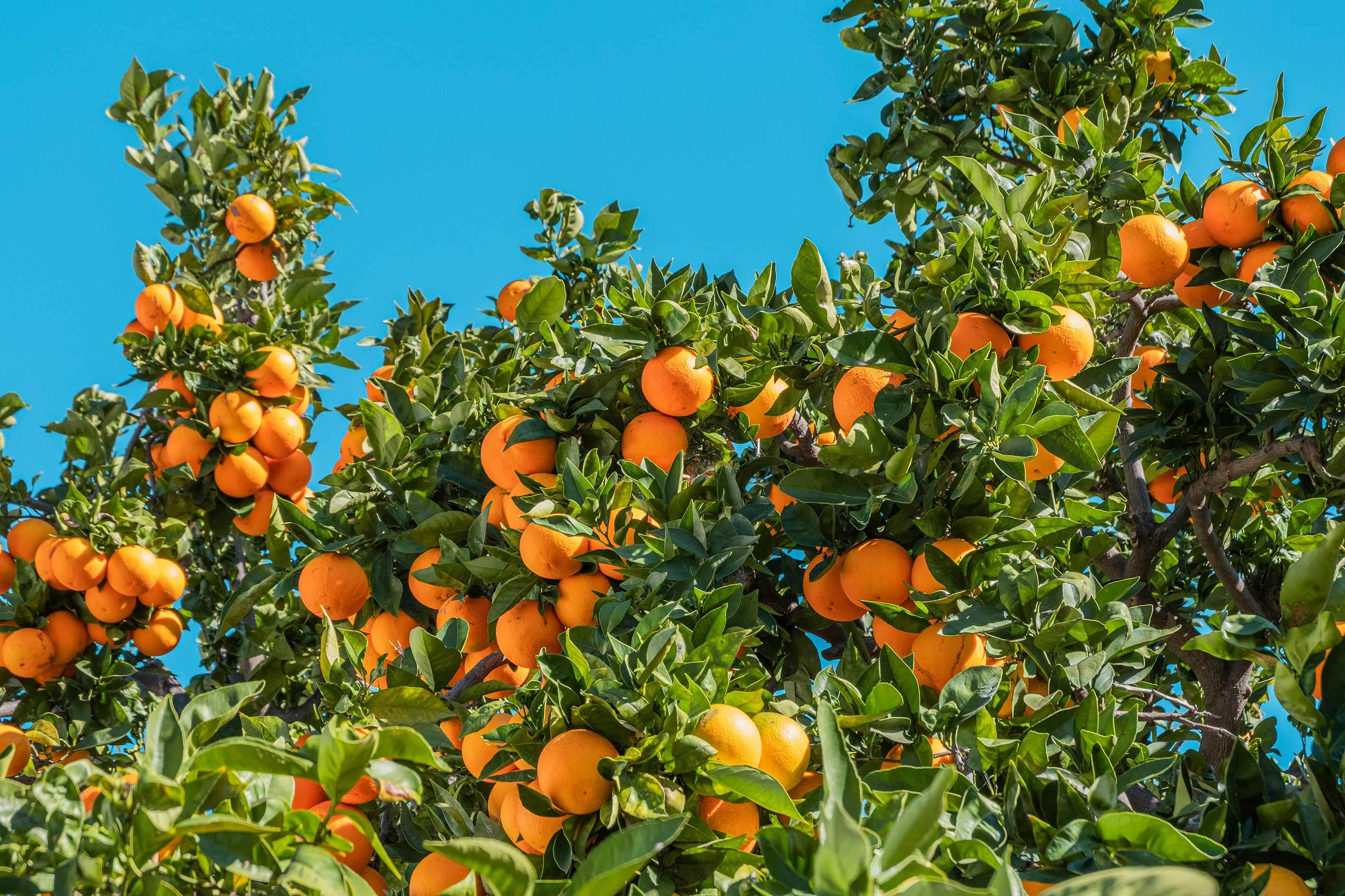 orange
