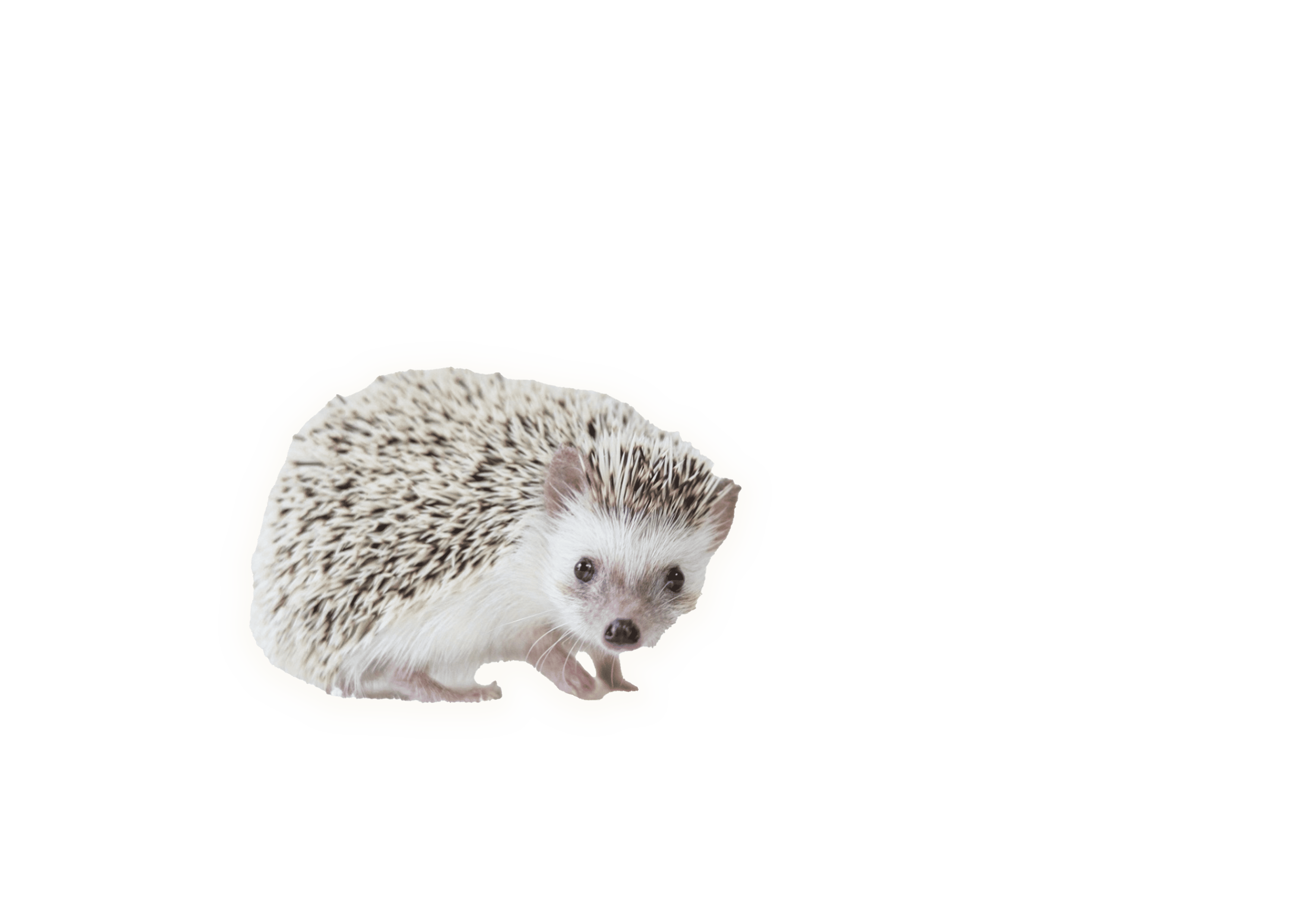装飾